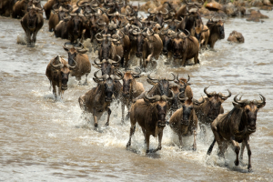 15 Days Safari To The Great Migration Tour Packages